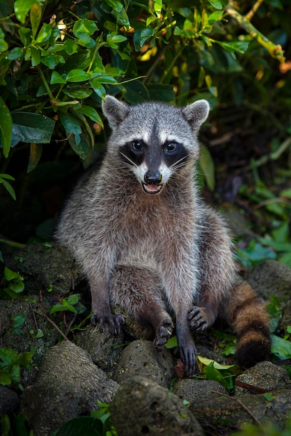 El mapache es un mamífero de tamaño mediano originario de América del Norte.