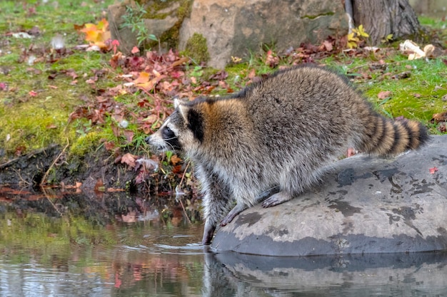 Mapache mirando por encima del agua con una pata en el agua