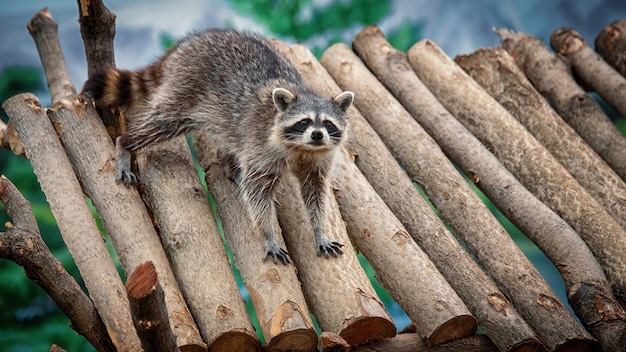 Un mapache de pie sobre un techo de madera