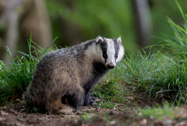 Un mapache en primer plano en el campo