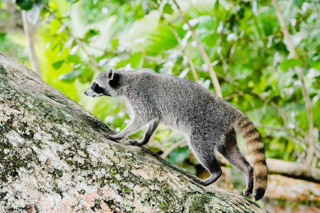 Mapache (Procyon lotor) subiendo por el tronco de un árbol