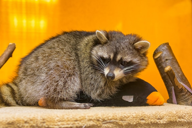 Mapache (Procyon lotor), también conocido como el mapache de América del Norte de cerca. Expresión humana en la cara del animal.