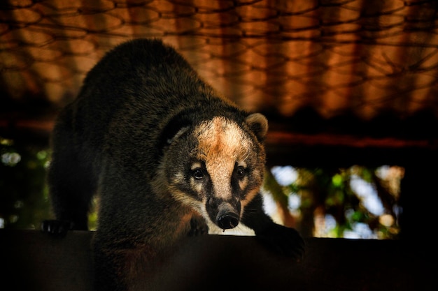 Mapache - Procyon. Mamíferos carnívoros de la familia Procyonidae.