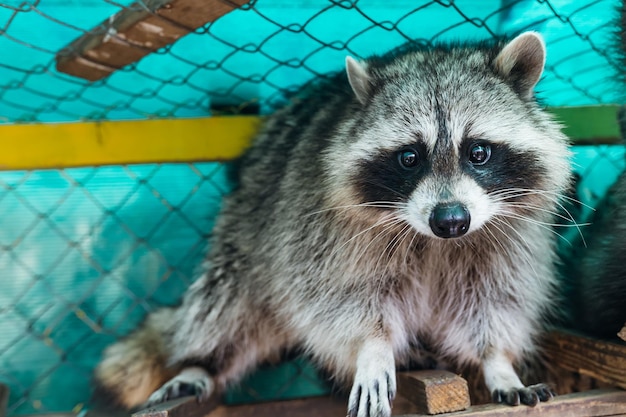 El mapache en un refugio de animales.