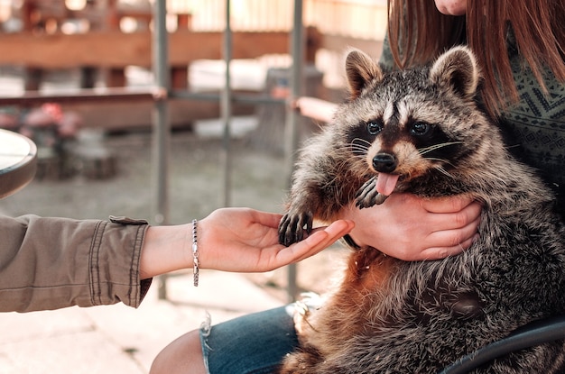 El mapache sacó la lengua. La niña sostiene a la mascota en sus brazos. La segunda chica le tiende la mano. Un lindo mapache macho esponjoso. Un mamífero domesticado en un zoológico interactivo. enfoque selectivo