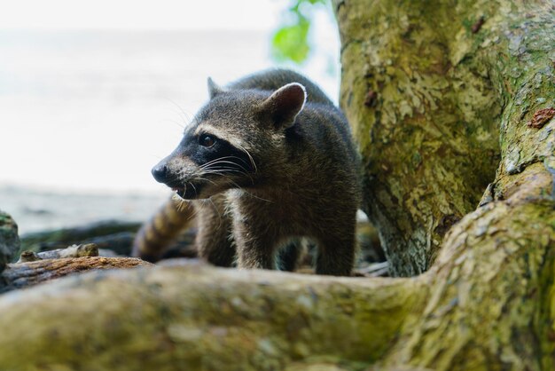 Mapache salvaje en una jungla