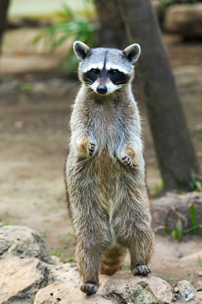 Mapache sentado y mirando fijamente