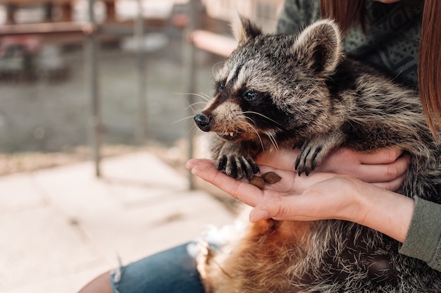 El mapache se sienta en los brazos de la niña. Niña alimenta al animal de sus manos. Mapache macho esponjoso lindo. Un mamífero domesticado en un zoológico interactivo. enfoque selectivo