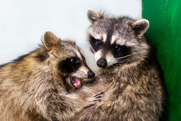 Foto los mapaches se abrazan y aman a los animales.