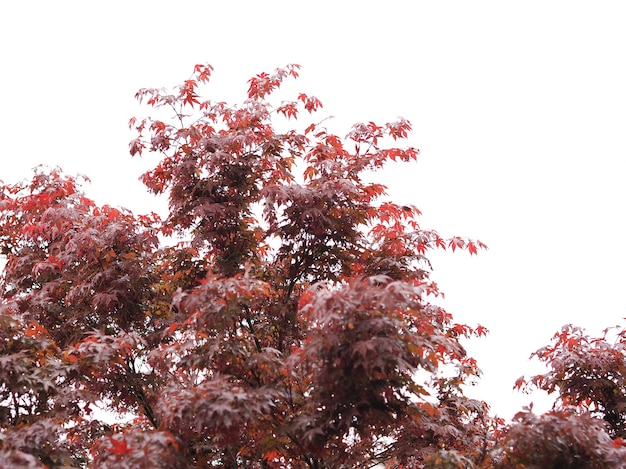 Maple acer