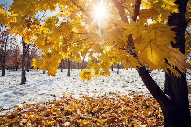 Maple amarelo no Snowy Park