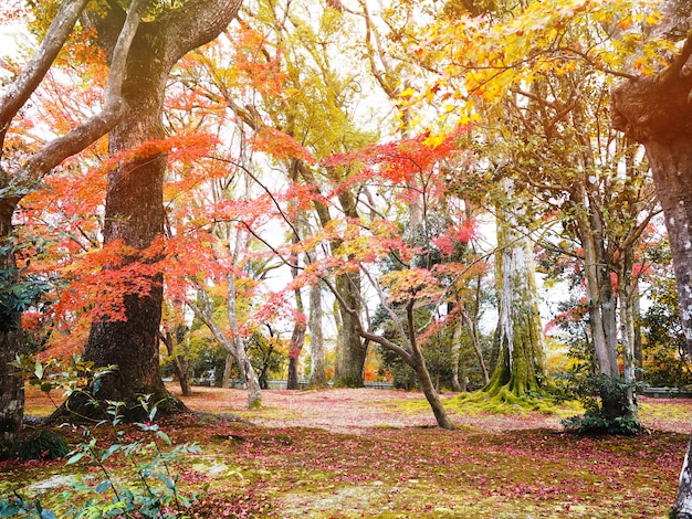 Maple árvores e folhas caindo no chão no parque outono.