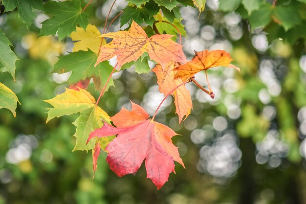 Foto maple colorido, folhas, em, outono