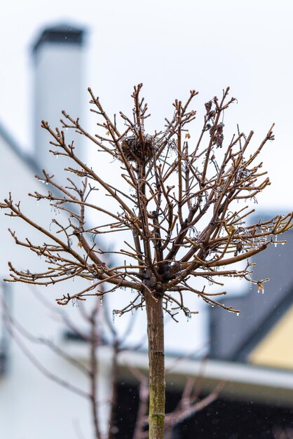 Maple em um tronco com esmalte de gelo Chuva e geada Os pássaros deixaram um pequeno ninho na árvore