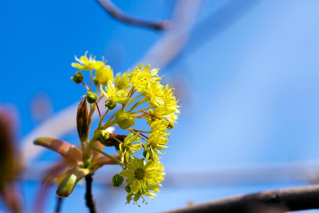 Maple florido de perto