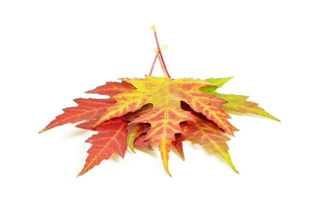 Maple folhas de outono