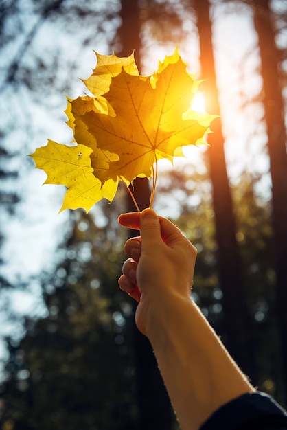 Maple folhas na mão de uma mulher brilham ao sol