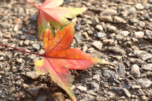 Maple folhas na primavera Coreia