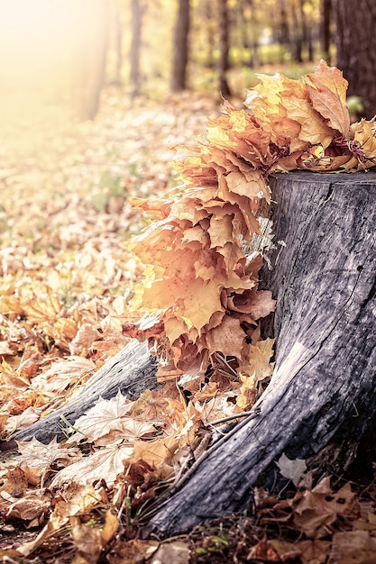 Maple folhas no corte da árvore.