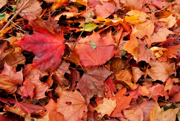 Maple folhas no outono no parque