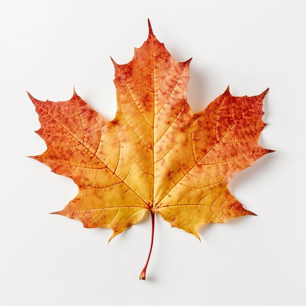 Maple Leaf Clip Art com fundo branco