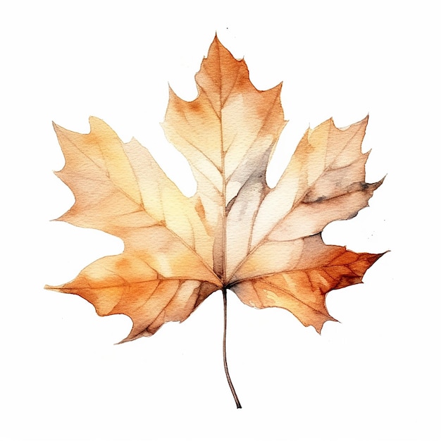 Maple Leaf Clip Art com fundo branco