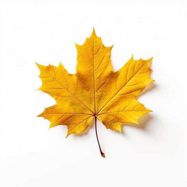 Maple leaf clip art com fundo branco