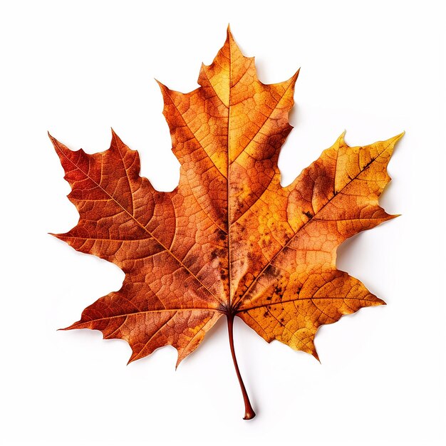 Maple Leaf Clip Art mit weißem Hintergrund