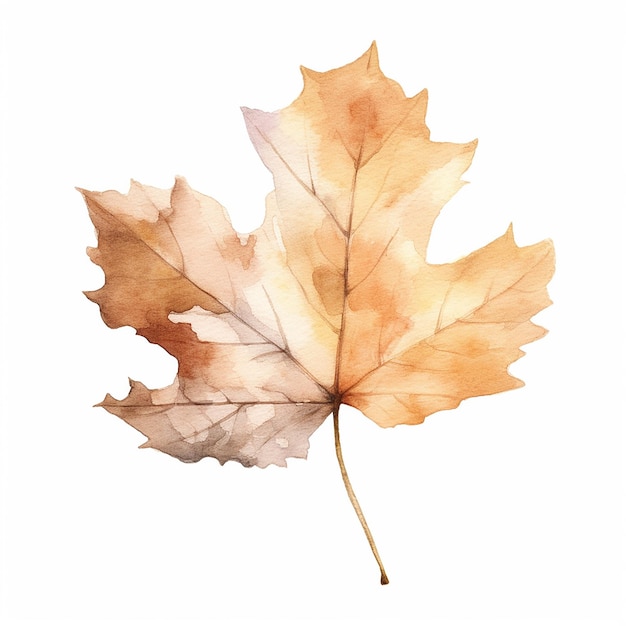 Maple Leaf Clip Art mit weißem Hintergrund