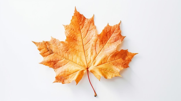 Maple Leaf Clip Art mit weißem Hintergrund