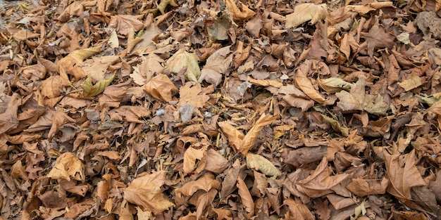 Maple Leaf Wurf Herbstlaub zu Boden gefallen Eicheln