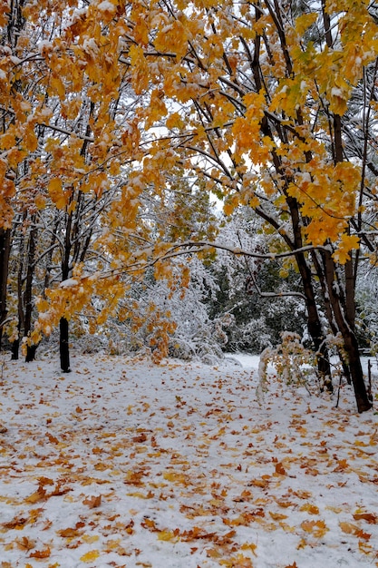 Maples com folhas amarelas brilhantes, cobertas de neve. Clima, tempo, mudança das estações.