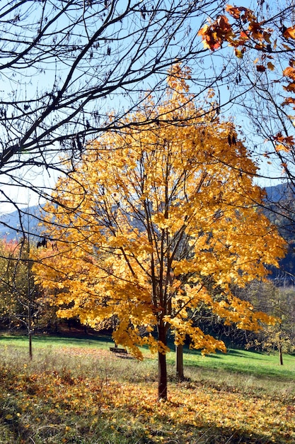 Foto mapple (acer platanoides) con follaje otoñal en un parque de bilbao. país vasco. españa