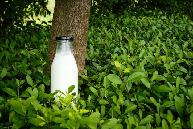 Foto maqueta de botella de vidrio con fondo verde