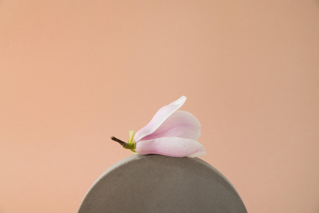 maqueta de formas concretas sobre un fondo pastel con una flor de magnolia