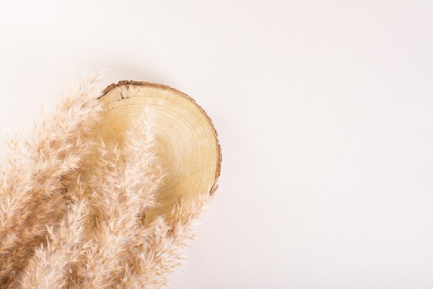 Maqueta natural con árbol cortado y espigas de hierba sobre un fondo claro Vista superior