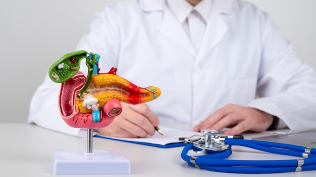 Maqueta de páncreas en la mesa de trabajo del médico