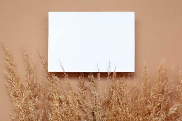 Maqueta con papel en blanco vacío y pasto de pampas seco sobre fondo beige pastel.