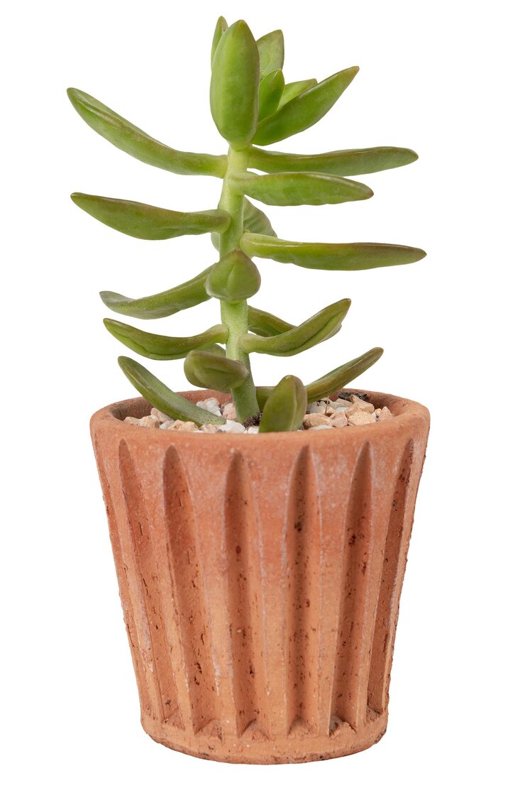 Maqueta png de planta suculenta en un objeto de decoración para el hogar en una olla de terracota