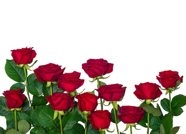 Foto maqueta con rosas rojas aisladas sobre un fondo blanco