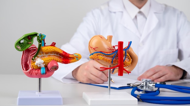 Maquete de pâncreas na mesa de trabalho do médico