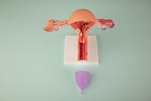 Foto maquete do sistema reprodutivo feminino e copo menstrual rosa sobre fundo azul conceito de uma novidade de uma tigela vaginal médica para descarga durante a menstruação em uma menina