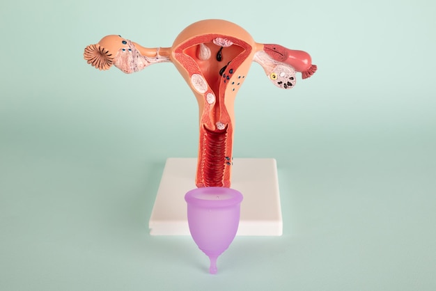 Maquete do sistema reprodutivo feminino e copo menstrual rosa sobre fundo azul Conceito de uma novidade de uma tigela vaginal médica para descarga durante a menstruação em uma menina