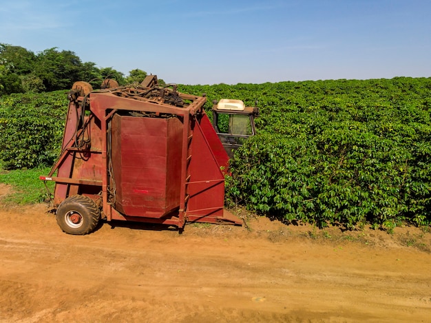 Máquina en el campo cosechando café en la plantación de Brasil