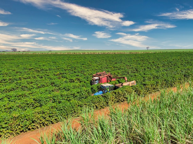 Máquina en el campo cosechando café en la plantación de Brasil