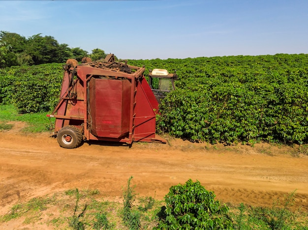 Máquina en el campo cosechando café en la plantación de Brasil.