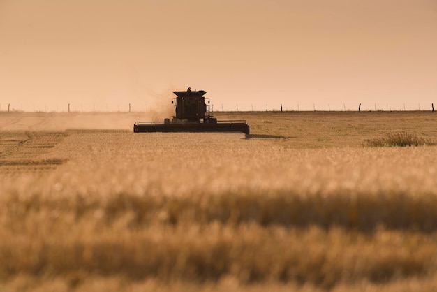 Máquina cosechadora de cosecha en el campo argentino provincia de Buenos Aires Argentina
