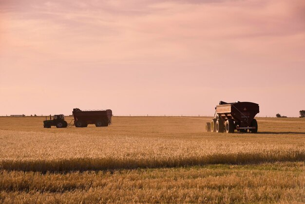 Máquina cosechadora de cosecha en el campo argentino provincia de Buenos Aires Argentina