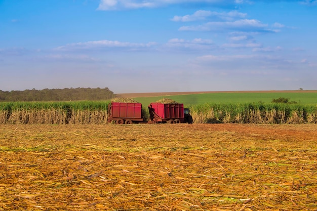 Máquina cosechadora trabajando en una plantación de campo de caña de azúcar en el fondo del cielo nublado