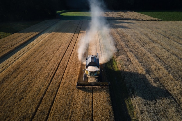 Máquina de colheita trabalhando em campo agrícola Colheita combinada colhendo campo de trigo dourado Temporada de colher